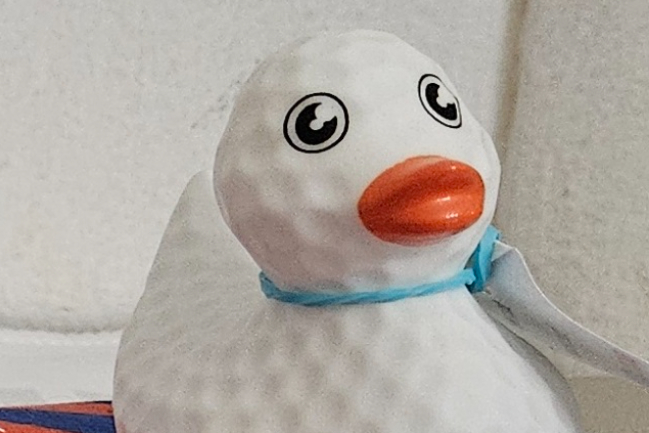 Duck Photo