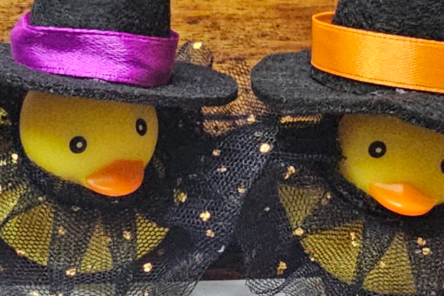 Duck Photo