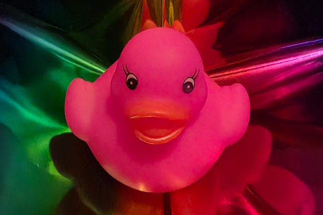 Duck Photo