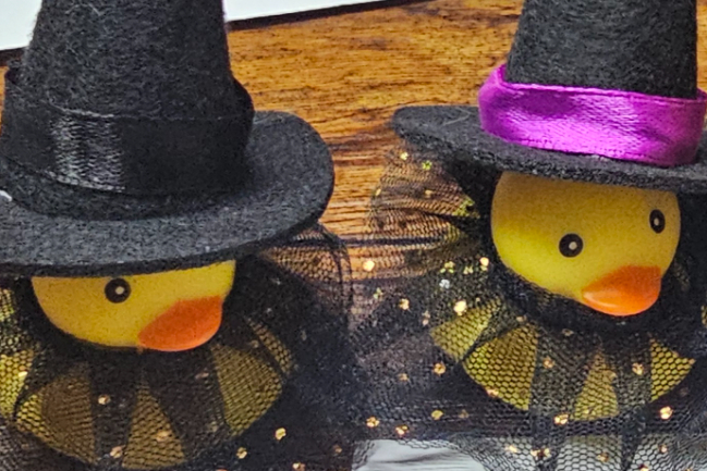 Duck Photo