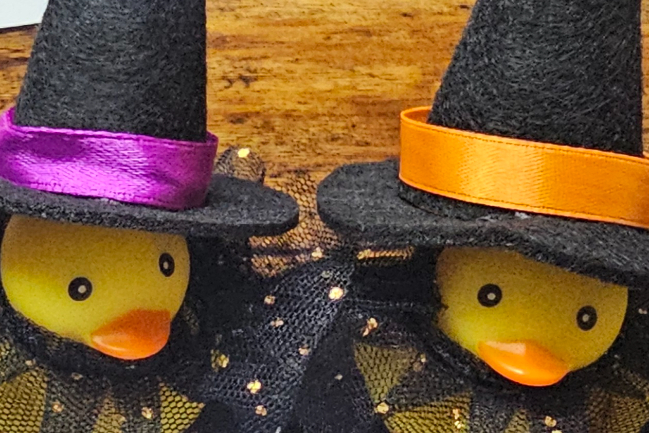 Duck Photo