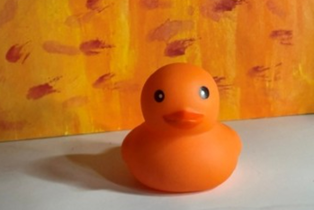 Duck Photo
