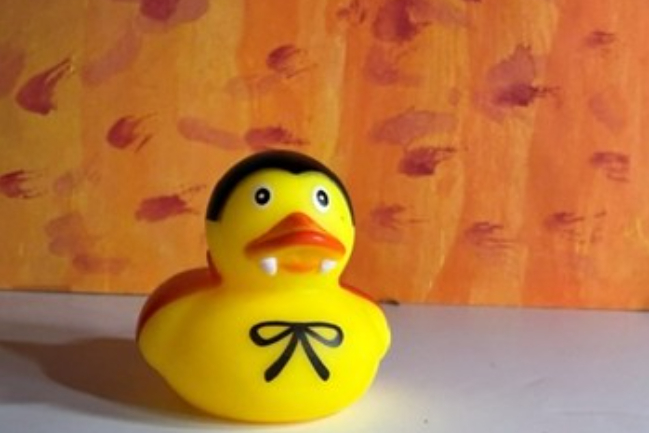 Duck Photo