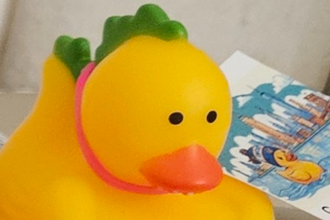 Duck Photo