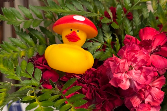 Duck Photo