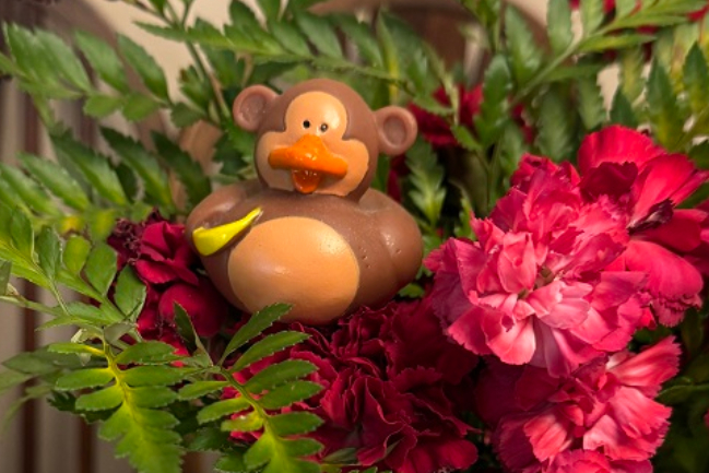 Duck Photo