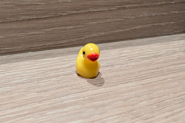 Duck Photo