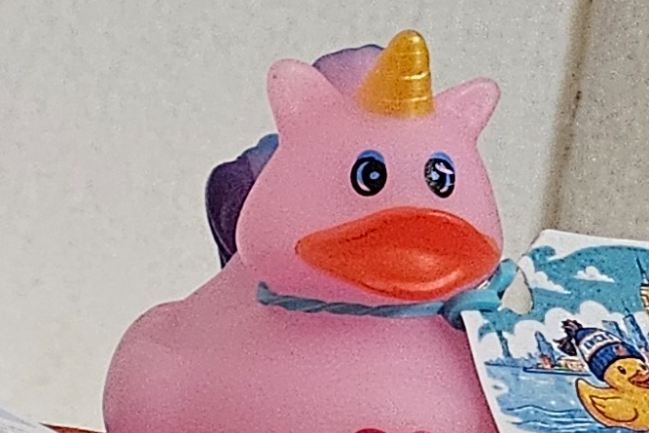Duck Photo