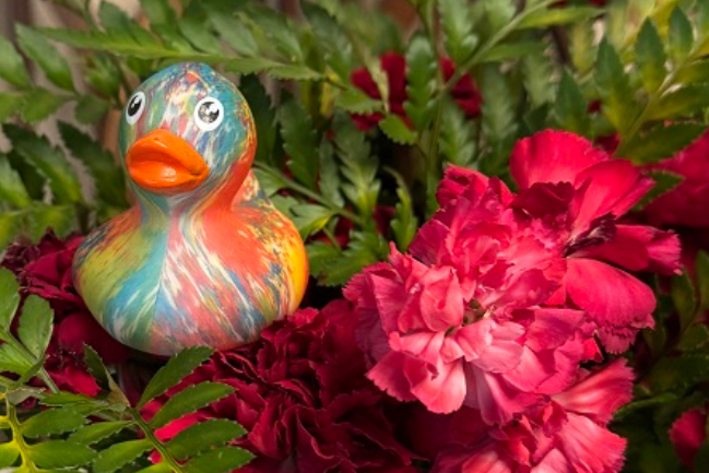 Duck Photo